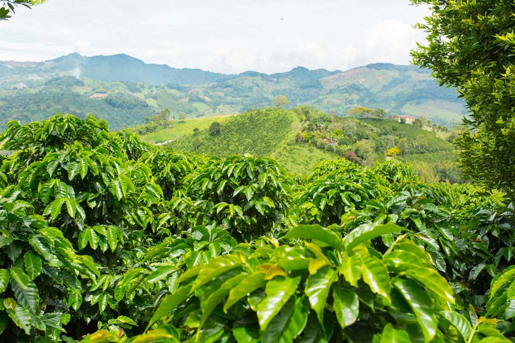 From Farm to Cup: Why We Choose Direct Trade Coffee